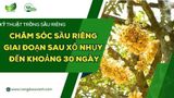CHĂM SÓC SẦU RIÊNG GIAI ĐOẠN SAU XỔ NHỤY ĐẾN KHOẢNG 30 NGÀY