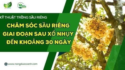 CHĂM SÓC SẦU RIÊNG GIAI ĐOẠN SAU XỔ NHỤY ĐẾN KHOẢNG 30 NGÀY