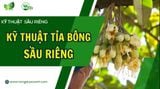 KỸ THUẬT TỈA BÔNG SẦU RIÊNG