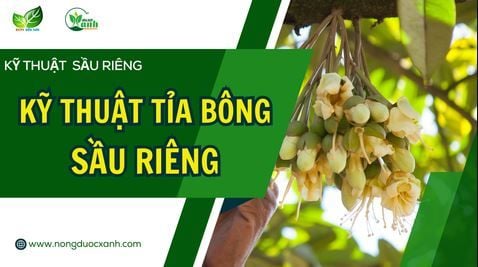 KỸ THUẬT TỈA BÔNG SẦU RIÊNG