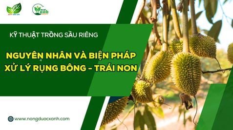 Nguyên Nhân Và Biện Pháp Xử Lý RỤNG BÔNG - TRÁI NON SẦU RIÊNG