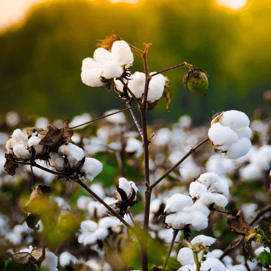 Cotton Làm Từ Gì – Tìm Hiểu Về Chất Liệu Tự Nhiên Được Yêu Thích