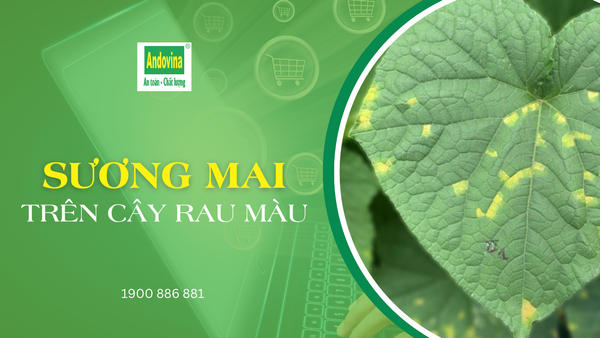 CÂY RAU MÀU - SƯƠNG MAI