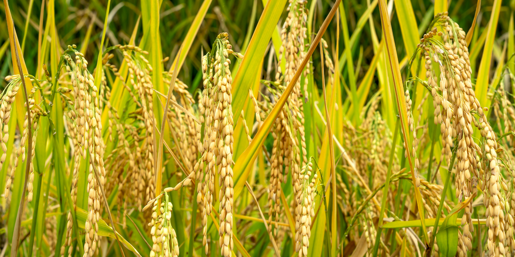 Vietnam exports low-emission rice for the first time