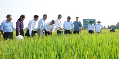 Rice industry affirms new position with sustainable development