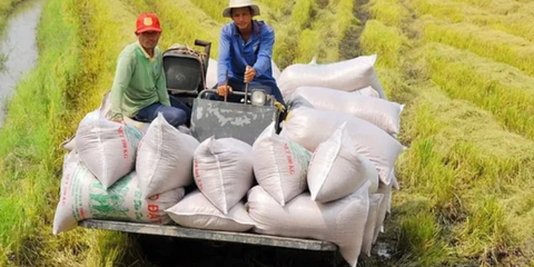 Việt Nam đứng trước cơ hội lớn định hình lại ngành lúa gạo