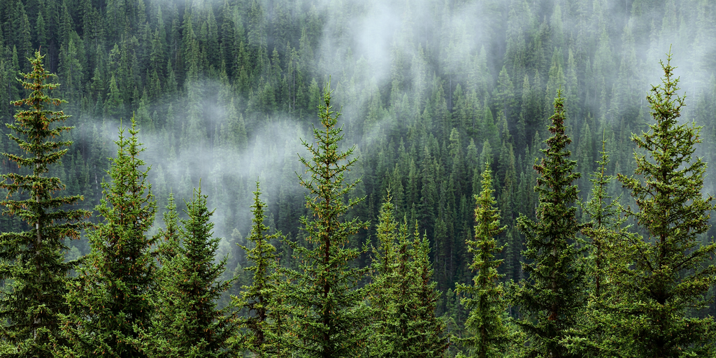 Chương trình ERPA mang về gần 200 tỷ cho các chủ rừng tại Thanh Hóa