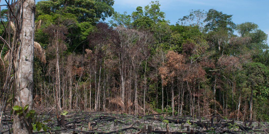 EU ranks Vietnam in 'low risk' group for deforestation