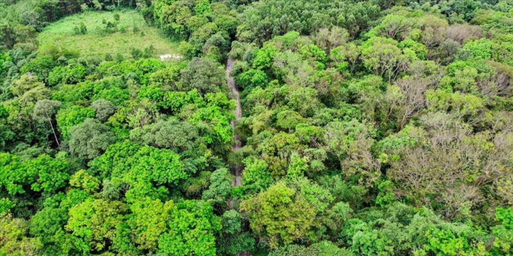 Huế trồng hơn 70 ha rừng thay thế để ứng phó biến đổi khí hậu