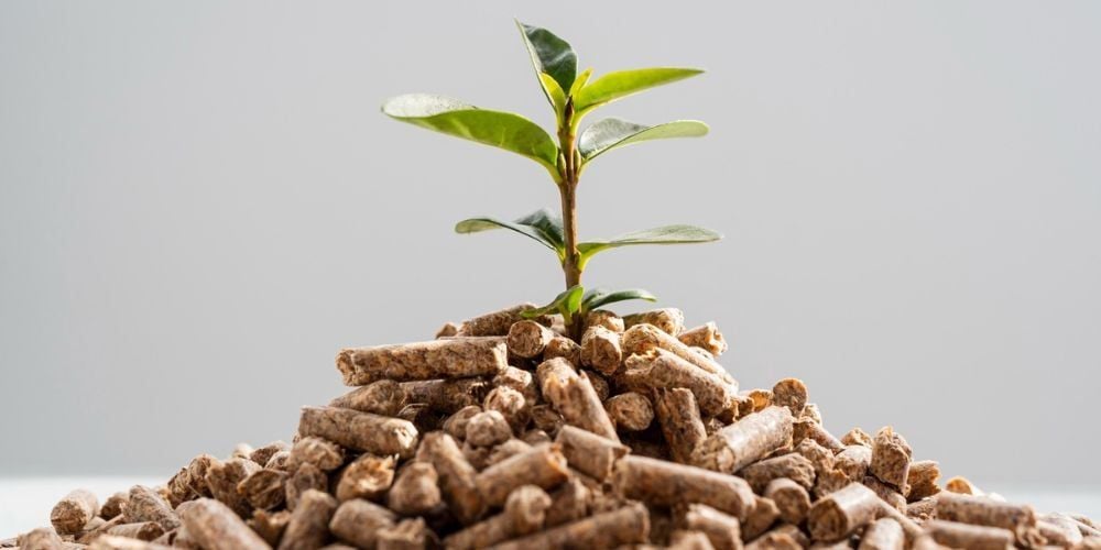 What is Biomass? Practical applications of biomass in production and life