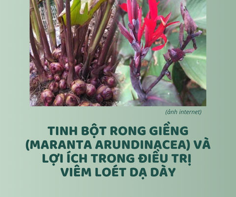 TINH BỘT RONG GIỀNG (Maranta arundinacea) và lợi ích trong điều trị viêm loét dạ dày