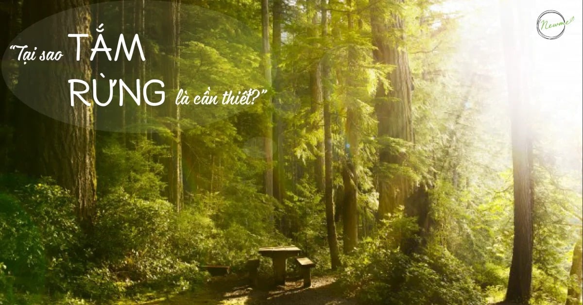 TẠI SAO TẮM RỪNG LÀ CẦN THIẾT?