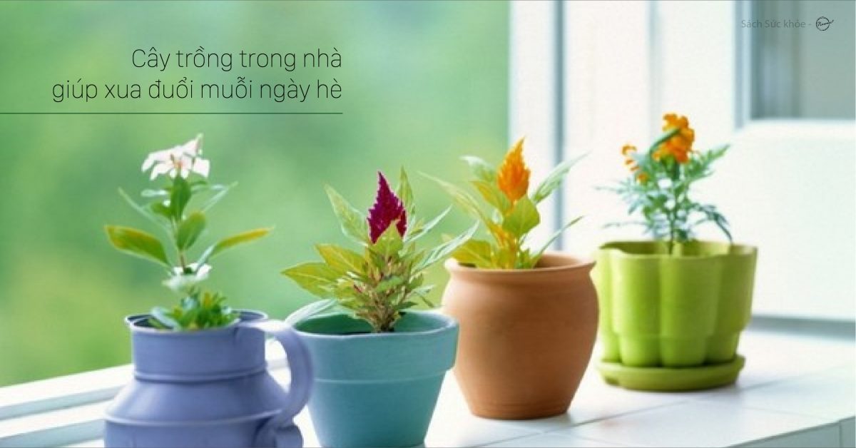 Cây trồng trong nhà giúp xua đuổi muỗi ngày hè