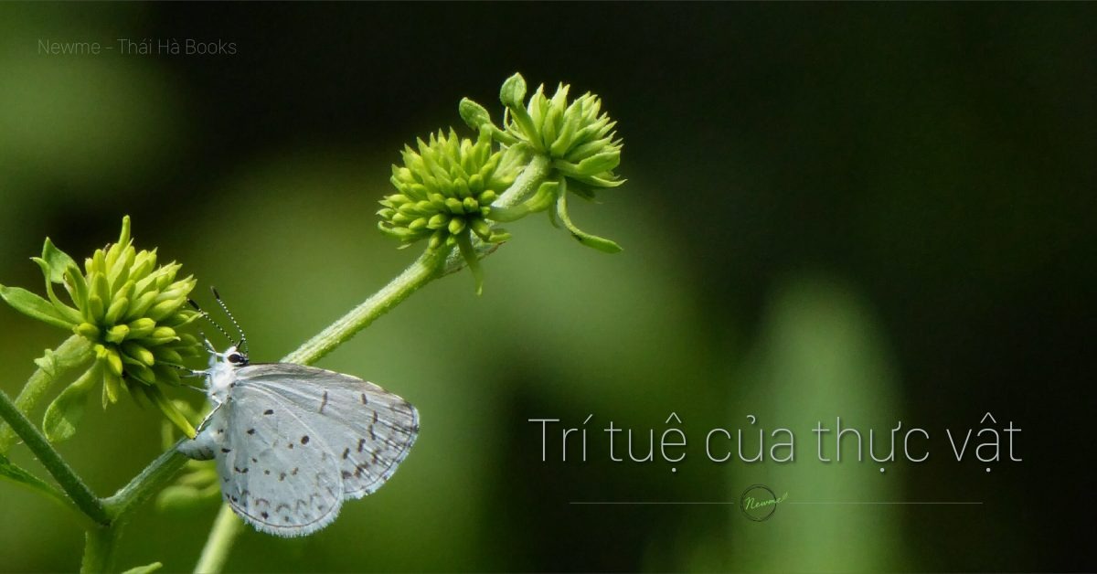 Trí tuệ của THỰC VẬT