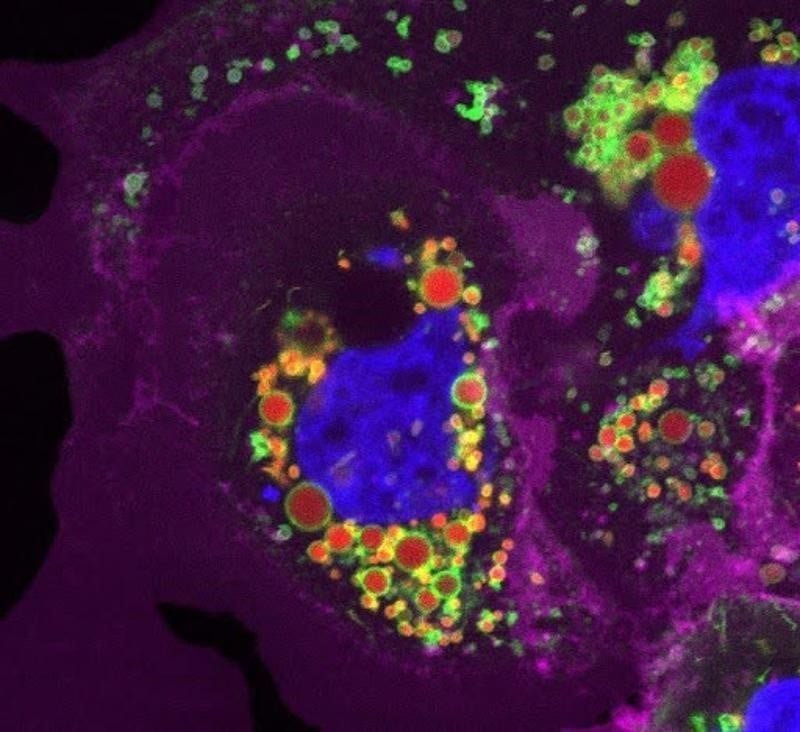 Sinh học không gian (Spatial Biology) - Xu hướng mới trong nghiên cứu y sinh