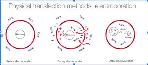 ELECTROPORATION TECHNIQUE IN GENE TRANSFER
