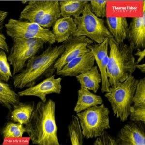 [TFS Document] Observing Fixed Cells: 5 Steps to Create High-Quality I