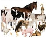 Chẩn đoán thú y