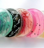 Giải pháp tinh sạch protein