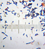 Hệ thống lên men vi sinh tự động Fermentor