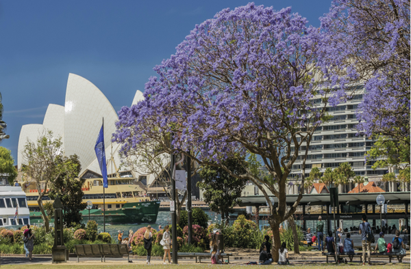 Sắc Phượng Tím - Bản Giao Hưởng Mùa Xuân Trên Đất Australia