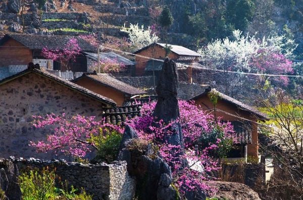 du-lich-sapa-mua-xuan