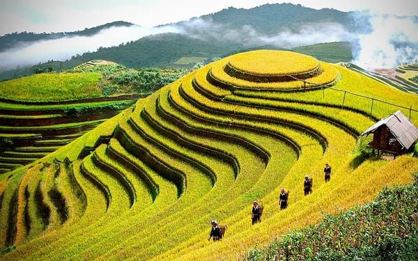 ruong-bac-thang-sapa