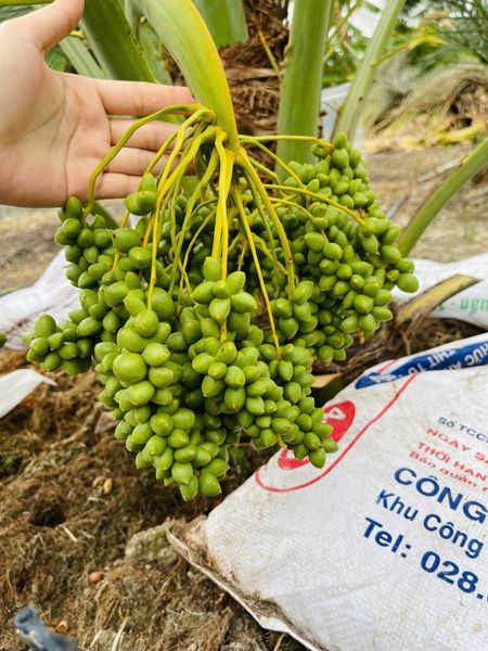 KLV ChaLa: Nâng tầm nông nghiệp Việt bằng Chà Là Trung Đông - Hành trình 5 năm ấp ủ đam mê, kiến tạo tương lai xanh