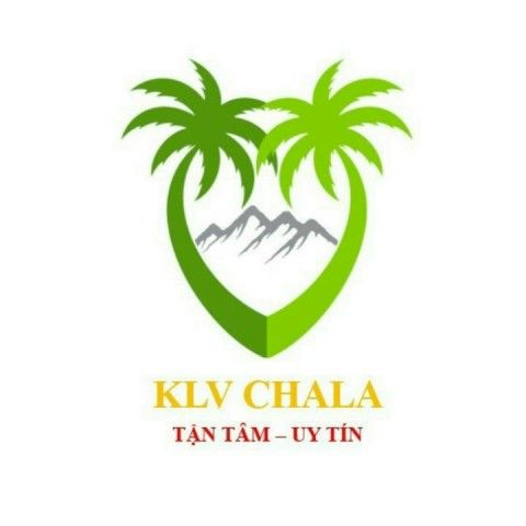 20 ĐIỀU VỀ CÂY GIỐNG CHÀ LÀ CỦA KLV CHALA