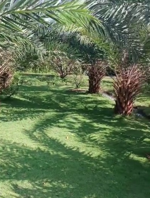 THỊ TRƯỜNG BỊ MẤT KIỂM SOÁT