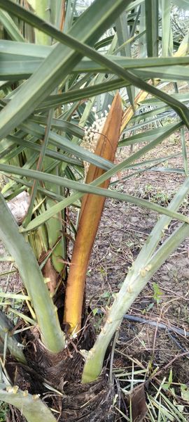 CHÀ LÀ RA TRÁI LẦN 2 SAU 1 THÁNG THU HOẠCH