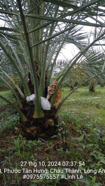 KỸ THUẬT CHĂM SÓC ĐẶC BIỆT