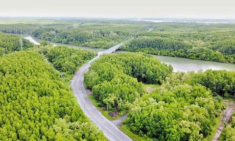 Hệ sinh thái rừng ngập mặn