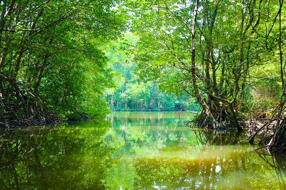 Rừng ngập mặn Cần Giờ
