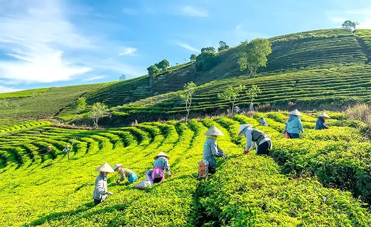 Công Dụng Của Trà OOLONG Cầu Đất