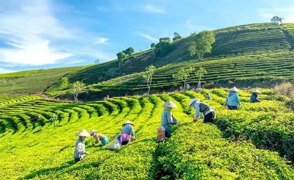 Công Dụng Của Trà OOLONG Cầu Đất