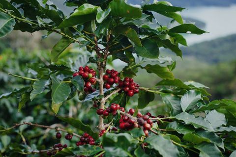 Cà Phê Arabica Cầu Đất