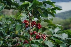 Cà Phê Arabica Cầu Đất