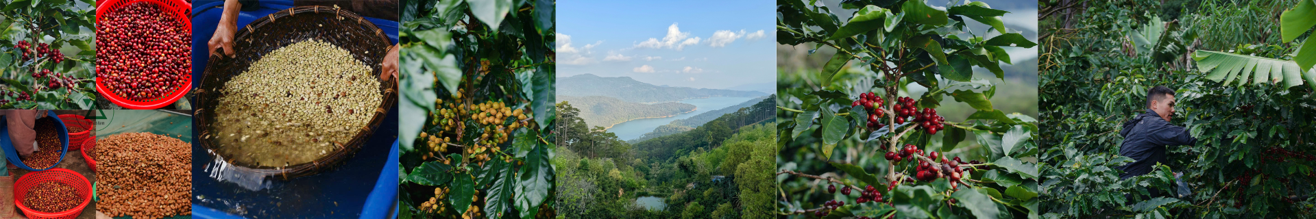 Cà Phê Nhân Xanh - Cà Phê Rang Mộc