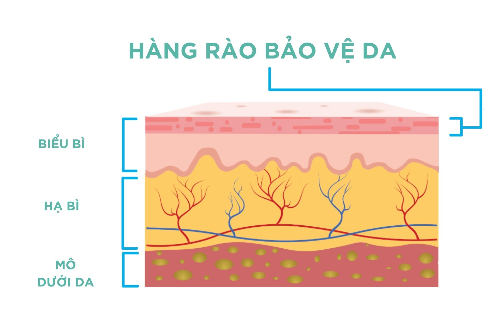 Hàng rào bảo vệ da là gì?
