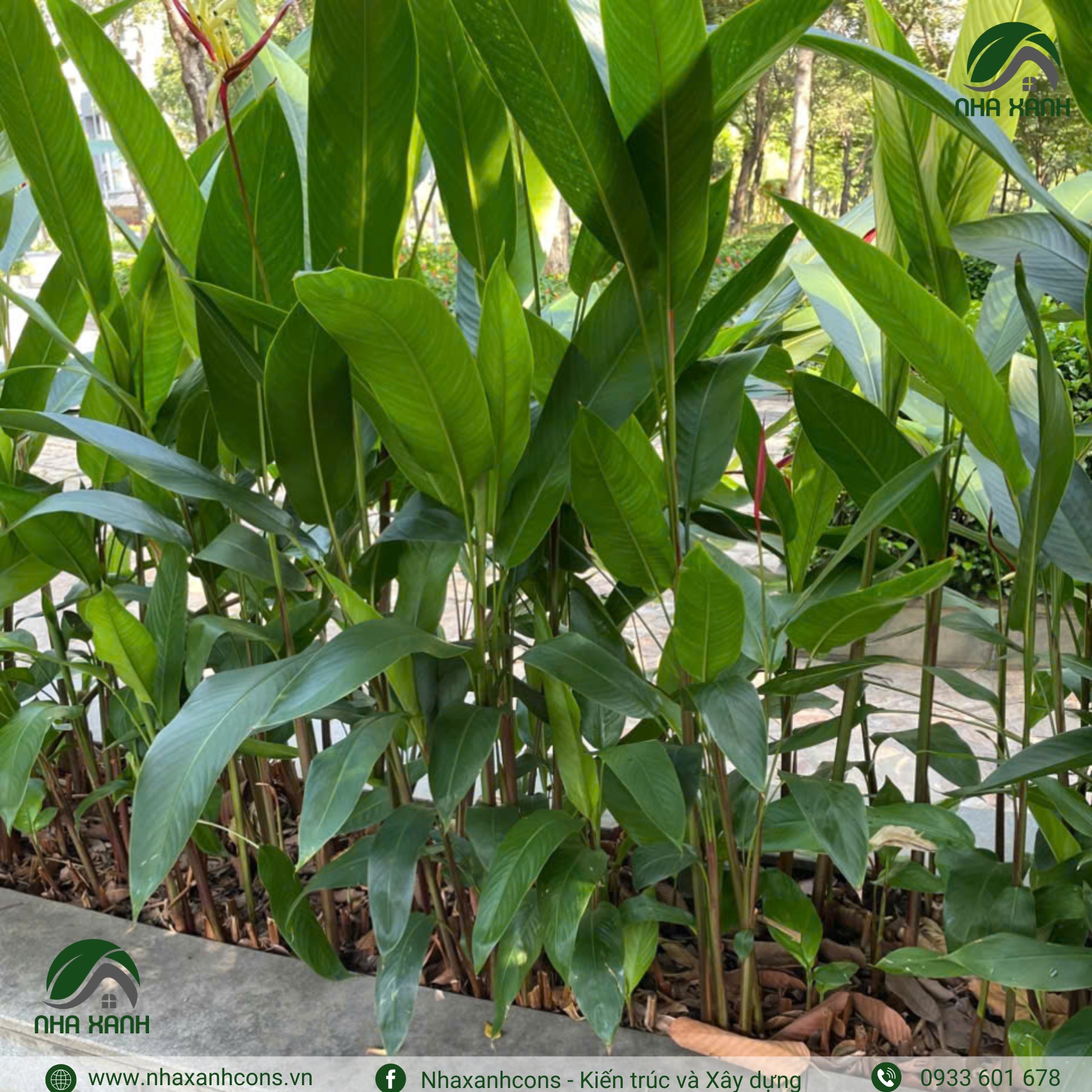 Hình ảnh bài viết