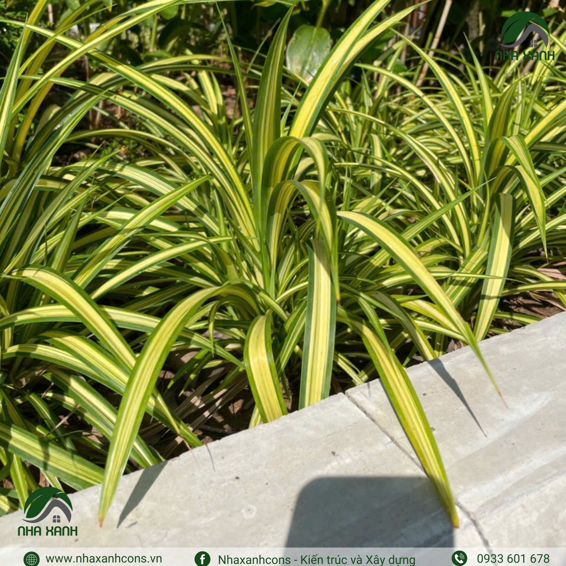 Hình ảnh bài viết