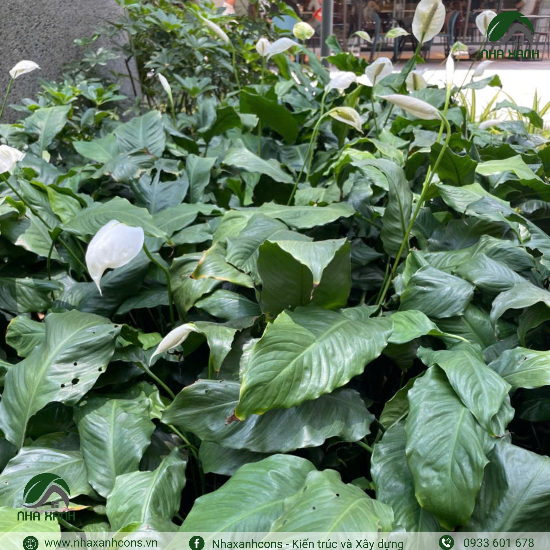 Hình ảnh bài viết