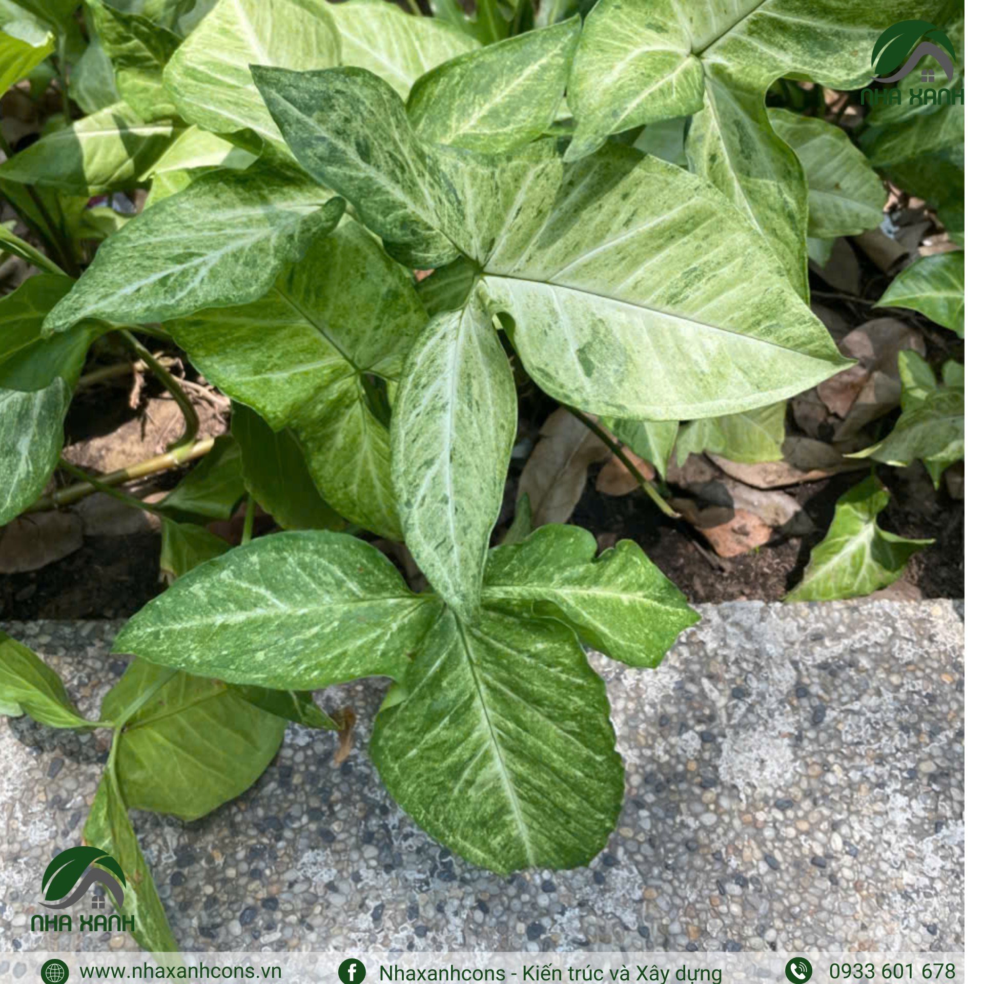 Hình ảnh bài viết