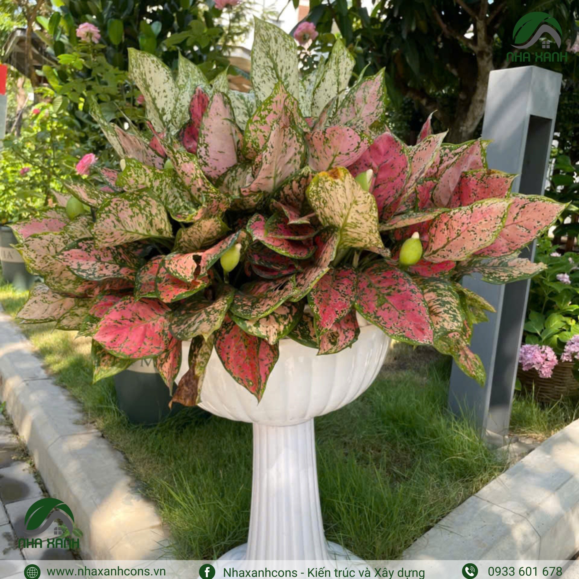 Hình ảnh bài viết