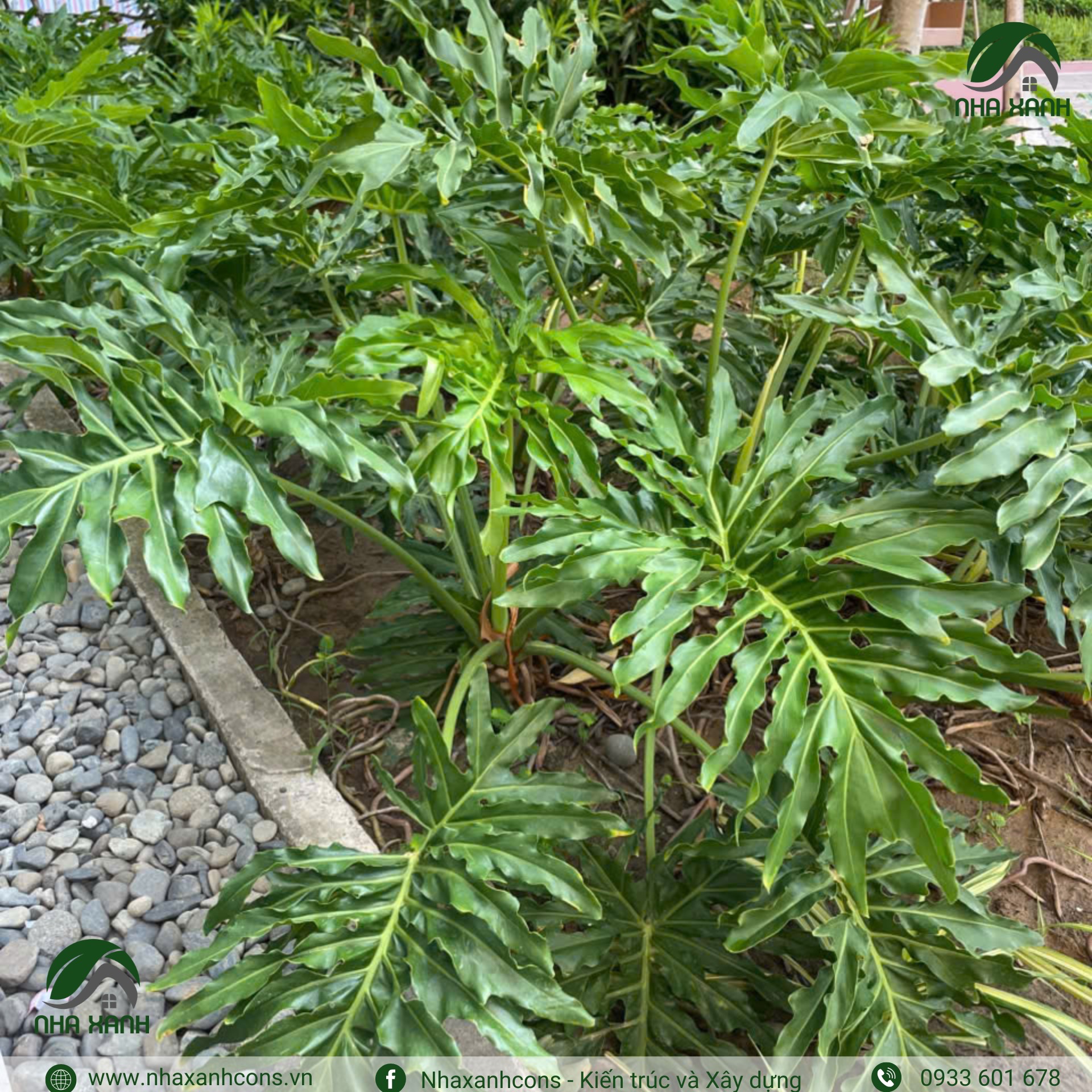 Hình ảnh bài viết