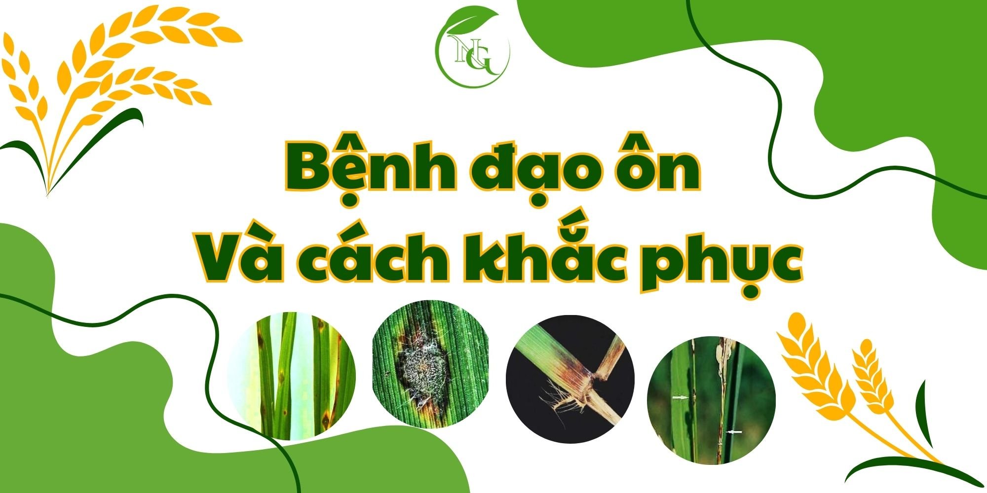 Đạo ôn