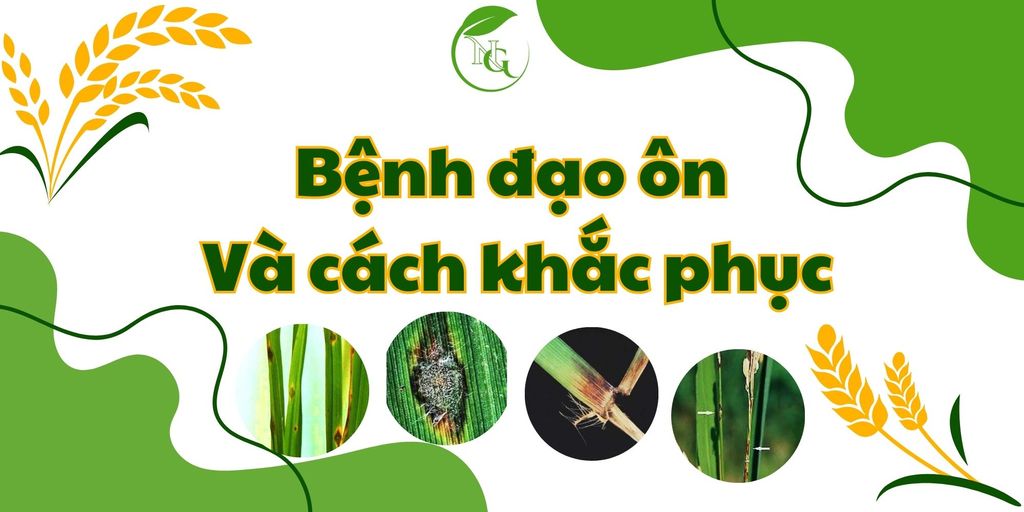 Đạo ôn 
