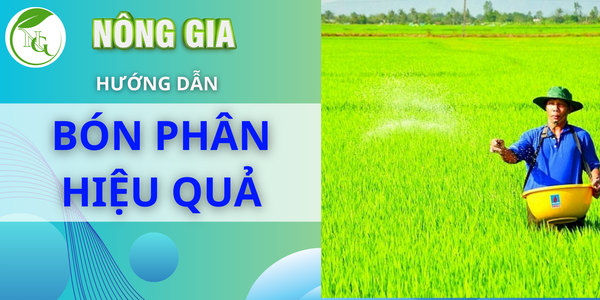 Hướng dẫn cách bón phân hiệu quả cho lúa trong điều kiện thời tiết bất lợi