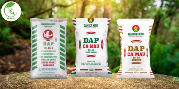 DAP Hồng Hà và DAP Cà Mau